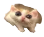 :Crapaud-chat: