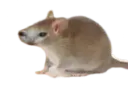 :chatsouris: