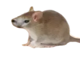 :chatsouris: