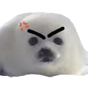 :Phoque_vener: