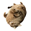:GrosMarcel: