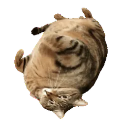 :GrosMarcel: