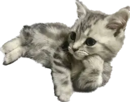 :Chat_dubitatif: