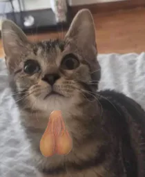 :Chat-couille: