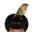 Photo de profil de Puceauetseul