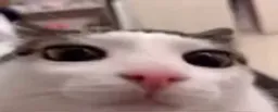 :plink: