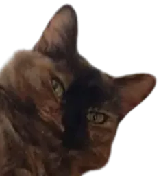 :Chat_Croix: