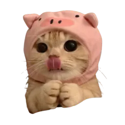 :Chatcochon: