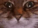 :Chat_lunette_anime: