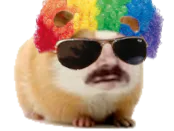 :risitas_hamster_perruque: