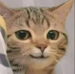 :chat_vicieux: