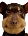 :Salchien: