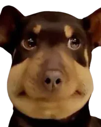 :Salchien: