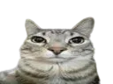 :Chat_heu: