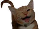 :Chatclindoeil: