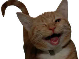 :Chatclindoeil: