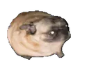:chien_danse_: