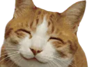 :HappyCat2: