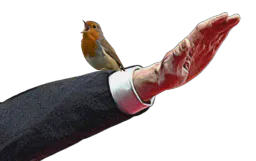 :Bras_oiseau: