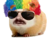 :hamster_perruque_left: