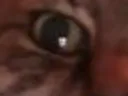 :chat_zoom_moitie: