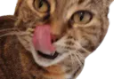 :chaton_langue: