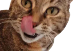 :chaton_langue: