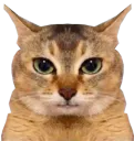 :chatde_zoom: