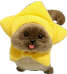 :ChatEtoiles_Mignon: