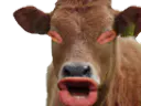 :vache_eussou: