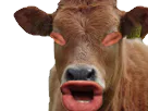 :vache_eussou: