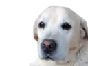 :dog_sad: