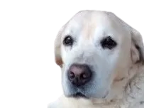 :dog_sad: