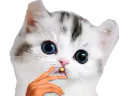 :chatfume: