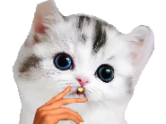 :chatfume: