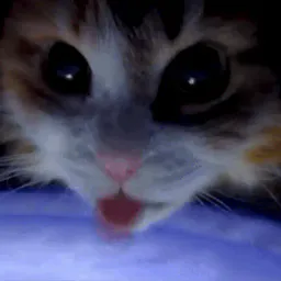 :Chat_assoife:
