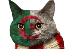 :Chat-Algerie: