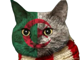 :Chat-Algerie:
