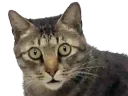 :chat_ahuri2: