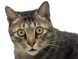 :chat_ahuri2: