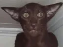 :Black_floppa: