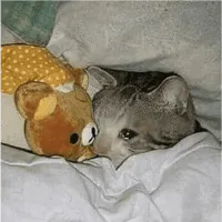 :chat_fait_dodo: