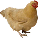 PouleDuJardin