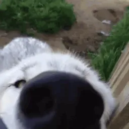 :chien_snif: