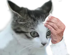 :Chat8: