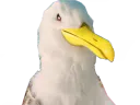 :Goeland_malsain: