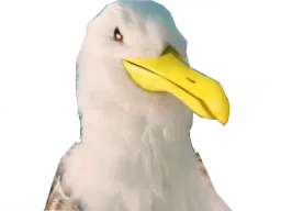 :Goeland_malsain: