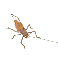 :Insecte_fache: