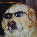 :labrador_lunette_soleil:
