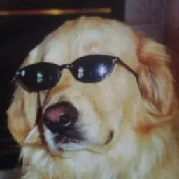 :labrador_lunette_soleil: